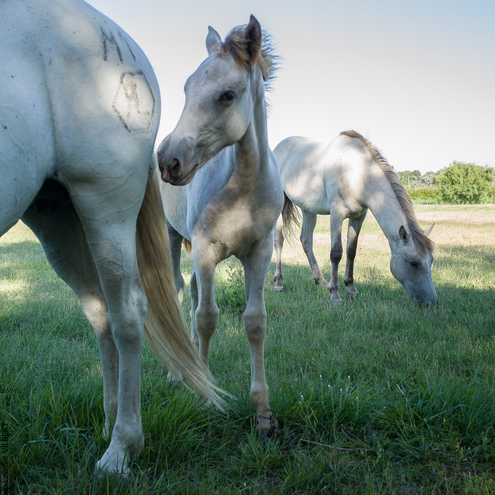 Anabelle 20120722-1131