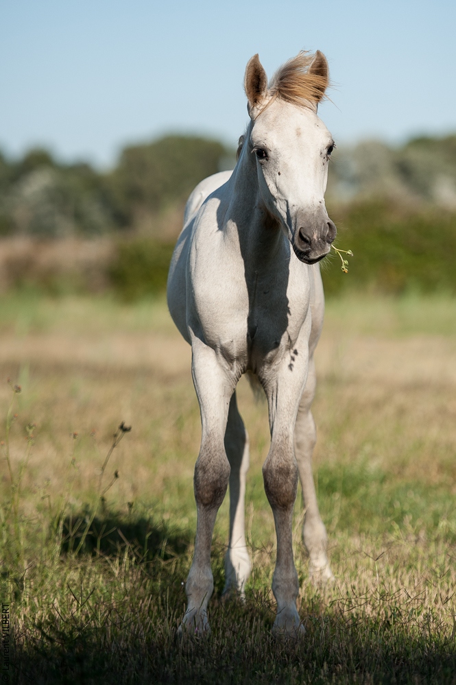 Anabelle 20120722-1164