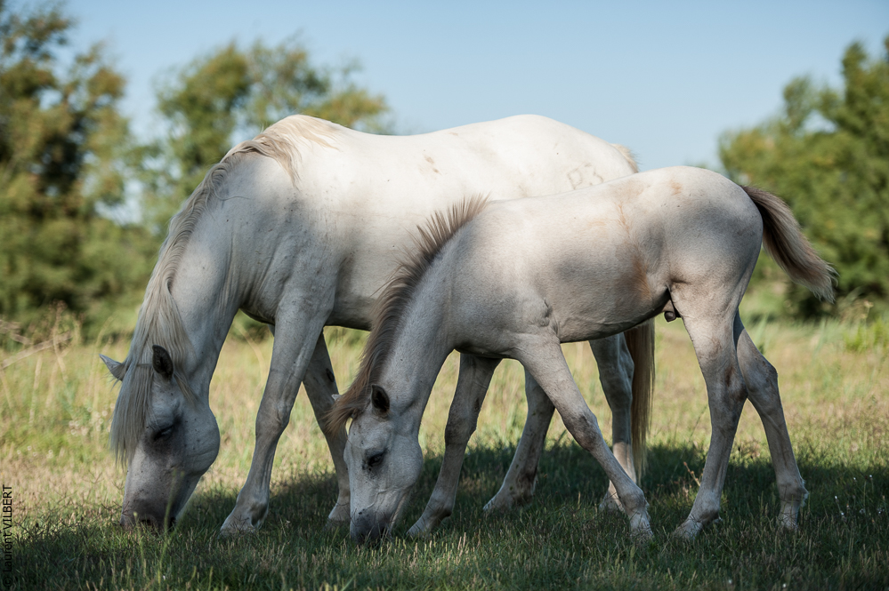 Anabelle 20120722-1174