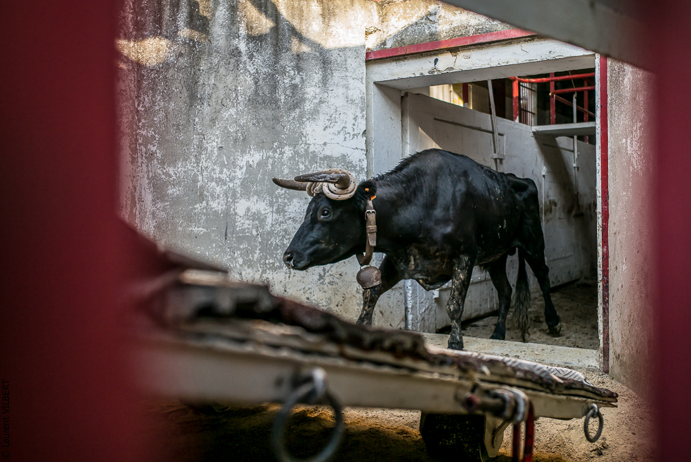Beaucaire 20150724-0083