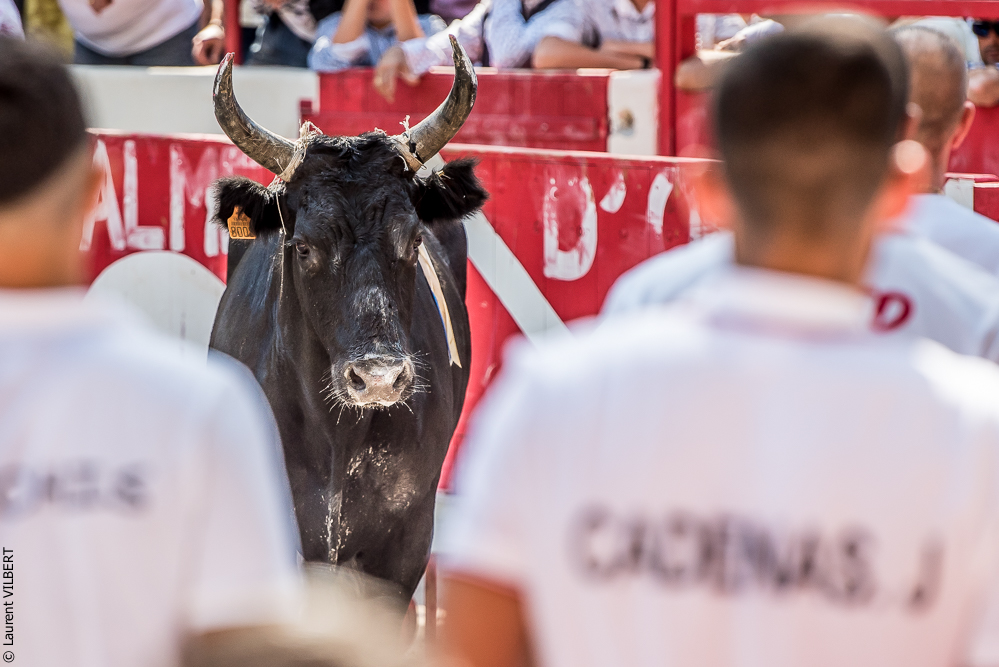 Beaucaire 20160724-0226