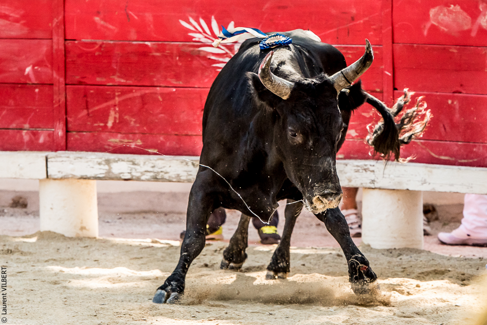 Beaucaire 20160724-0292