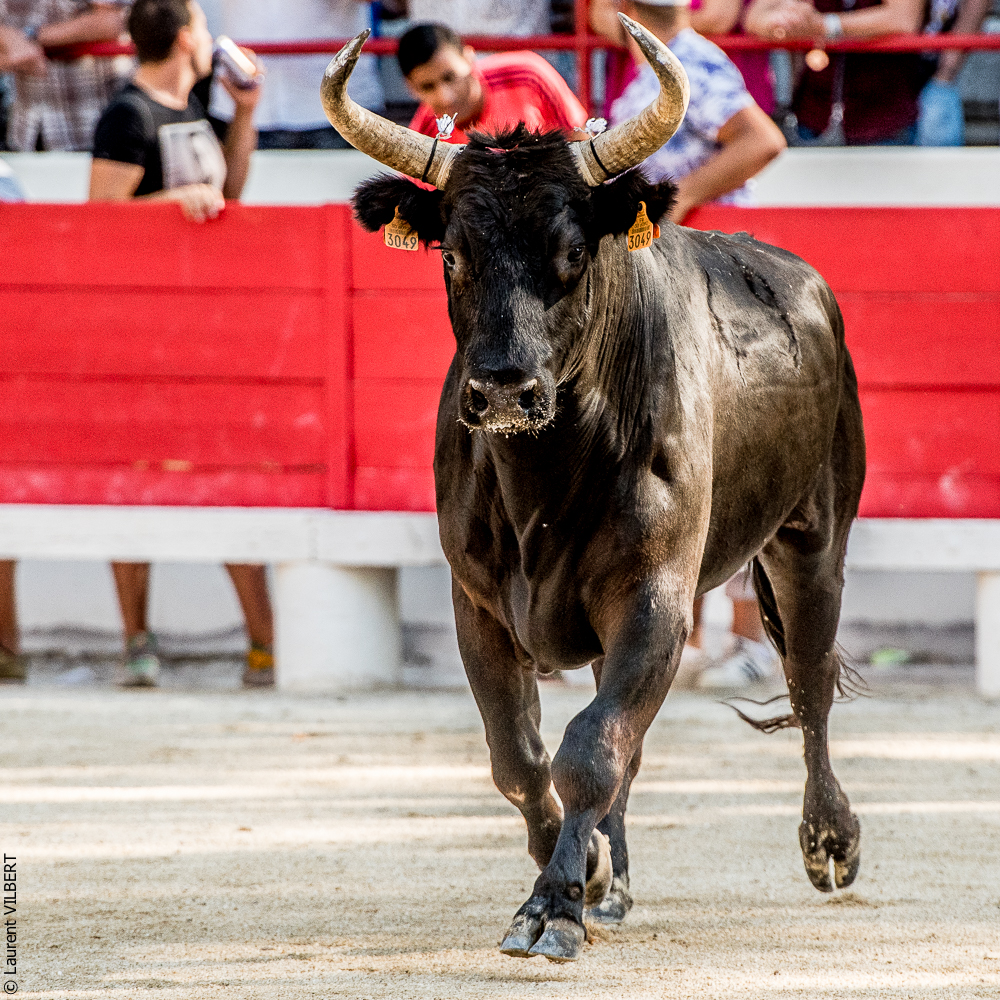 Beaucaire 20160724-0399