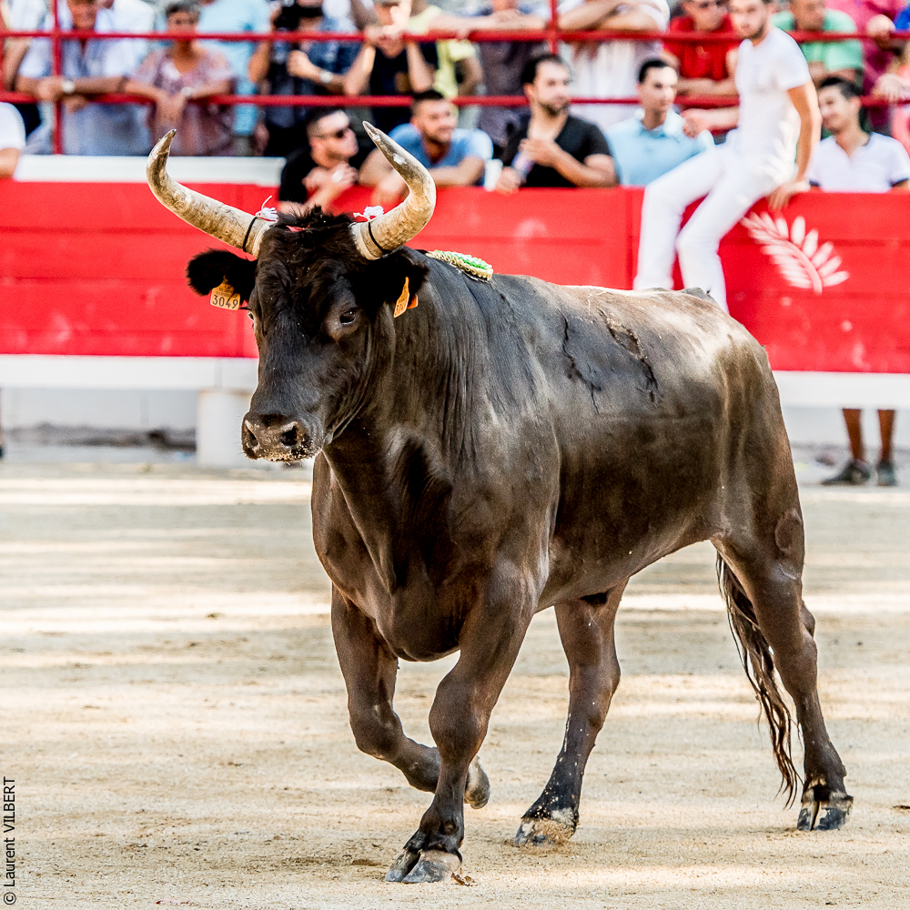 Beaucaire 20160724-0402