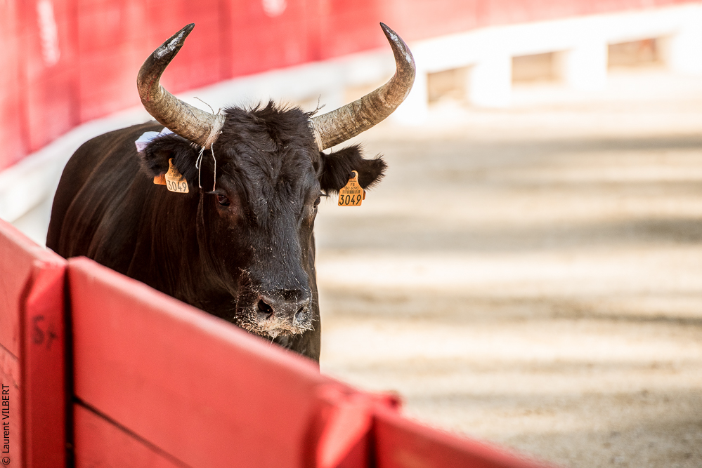 Beaucaire 20160724-0506
