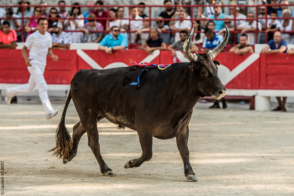 Beaucaire 20160724-0791