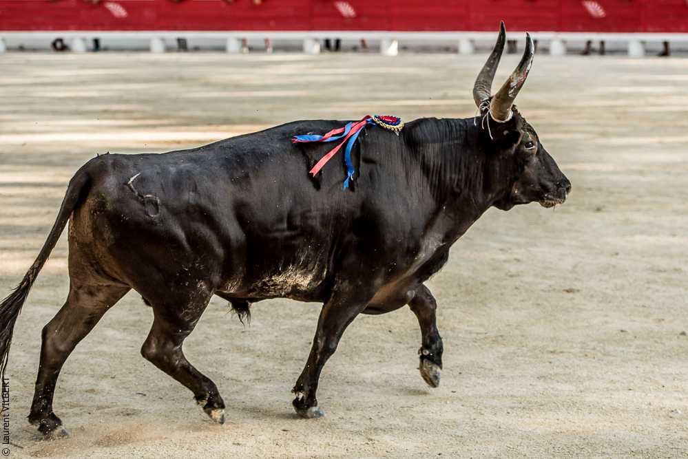 Beaucaire 20160724-0834
