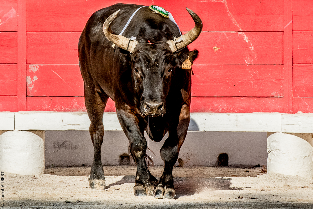 Beaucaire 20170723-0734