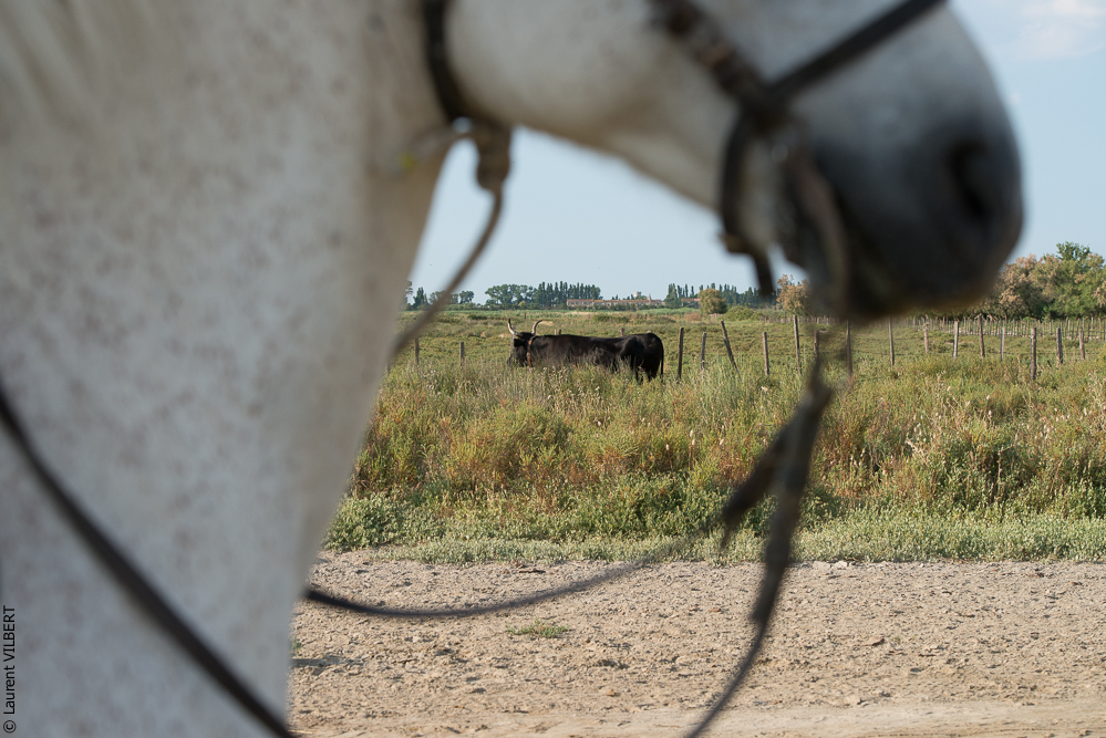 Blatière 20150607-0475
