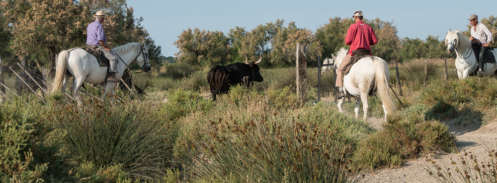 Blatière 20150607-0503