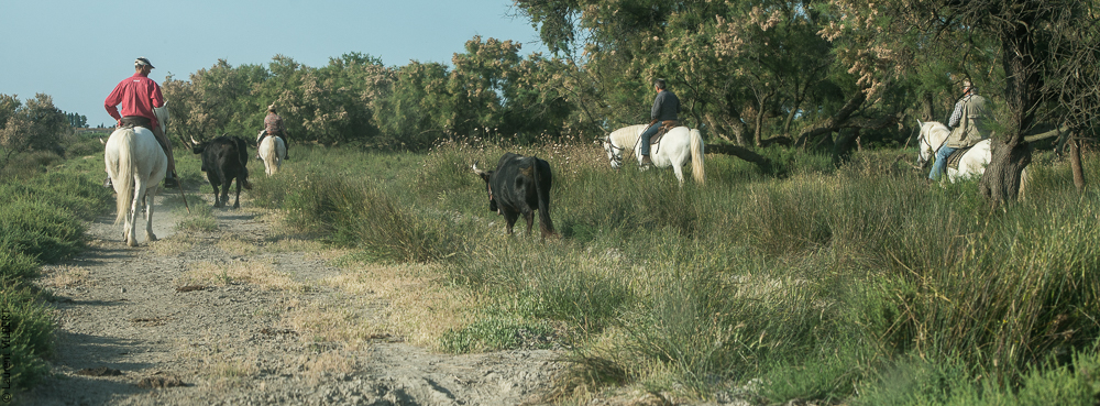 Blatière 20150607-0521