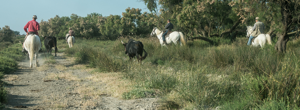 Blatière 20150607-0522