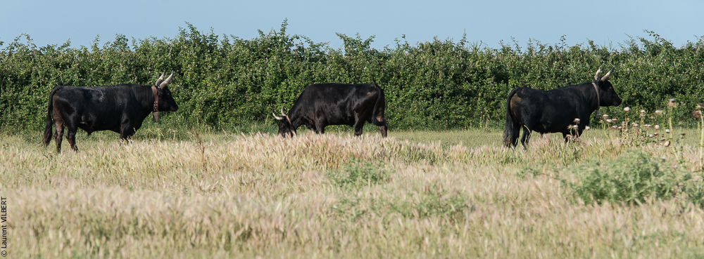 Blatière 20150607-0602