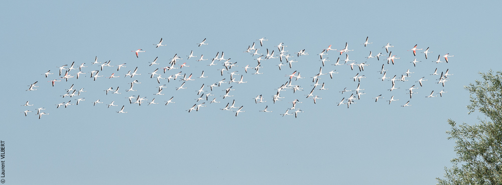 Blatière 20150607-0629