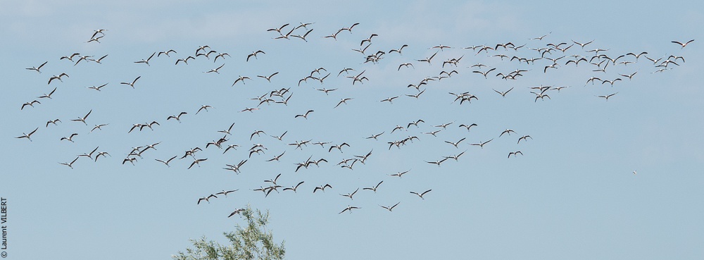 Blatière 20150607-0632