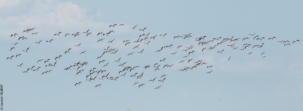 Blatière 20150607-0633