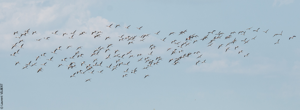 Blatière 20150607-0634