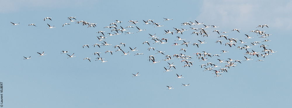 Blatière 20150607-0646