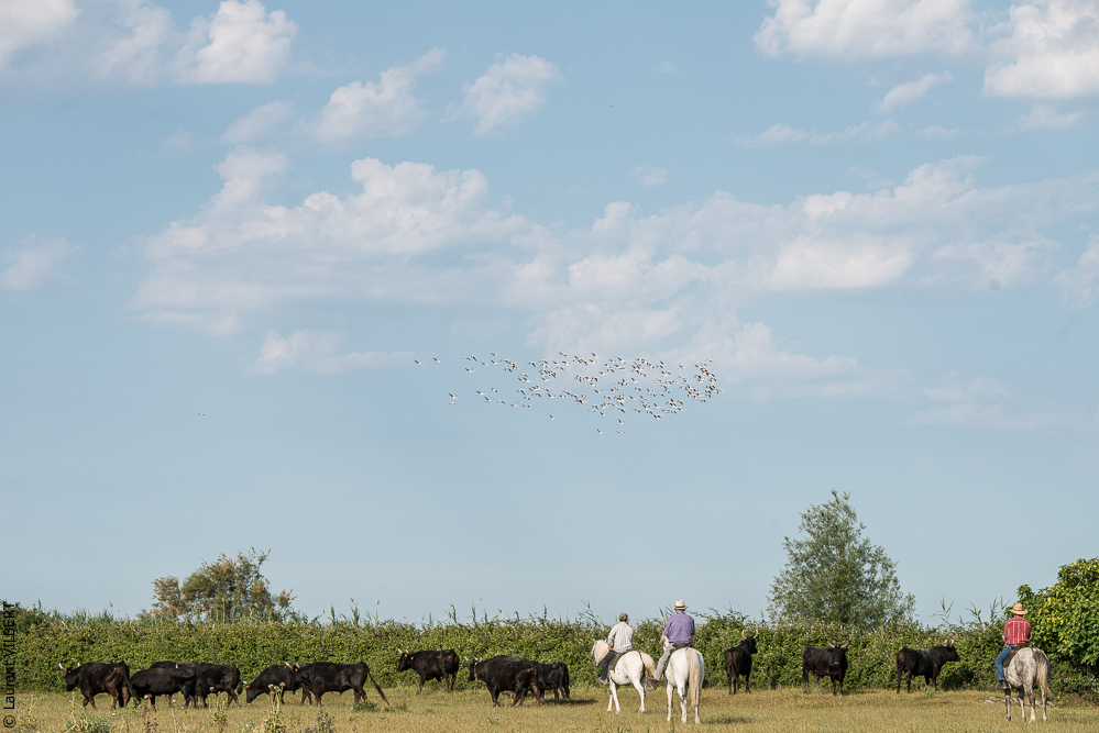 Blatière 20150607-0647