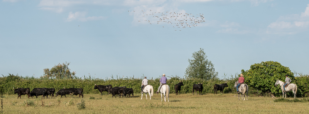 Blatière 20150607-0649