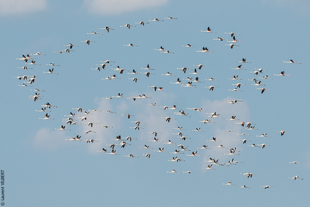 Blatière 20150607-0659