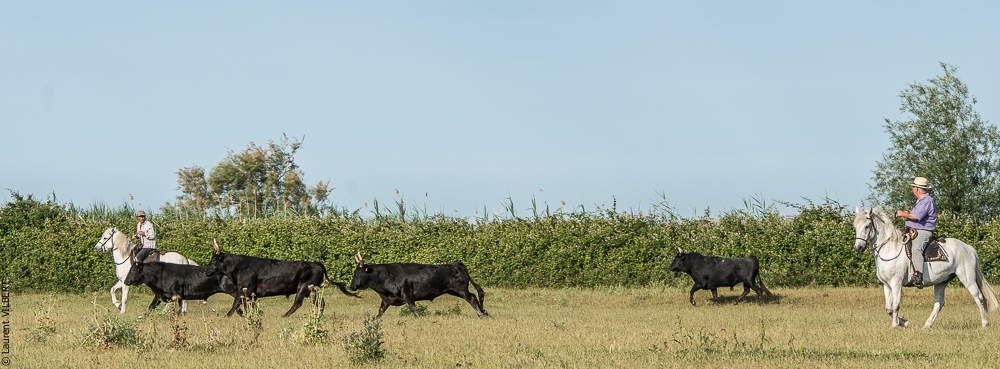 Blatière 20150607-0682
