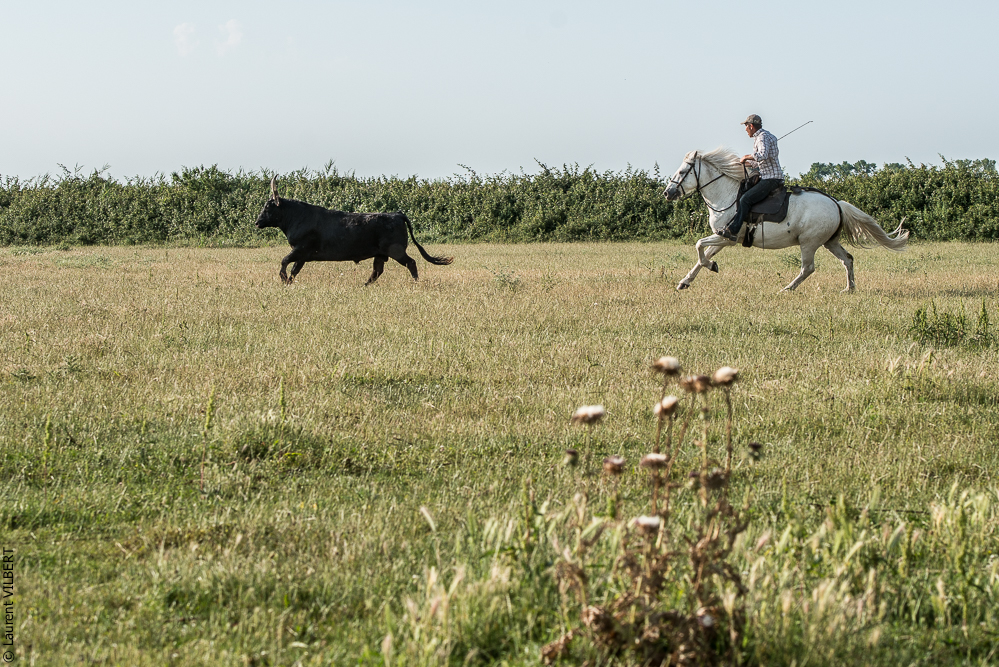 Blatière 20150607-0697