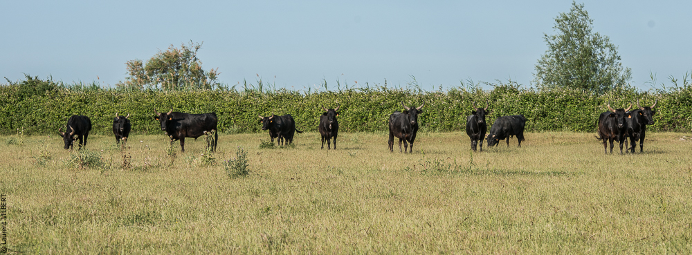 Blatière 20150607-0722
