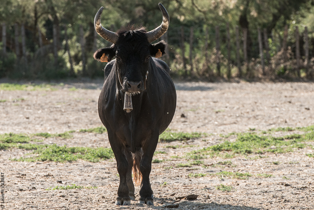 Blatière 20150607-0784