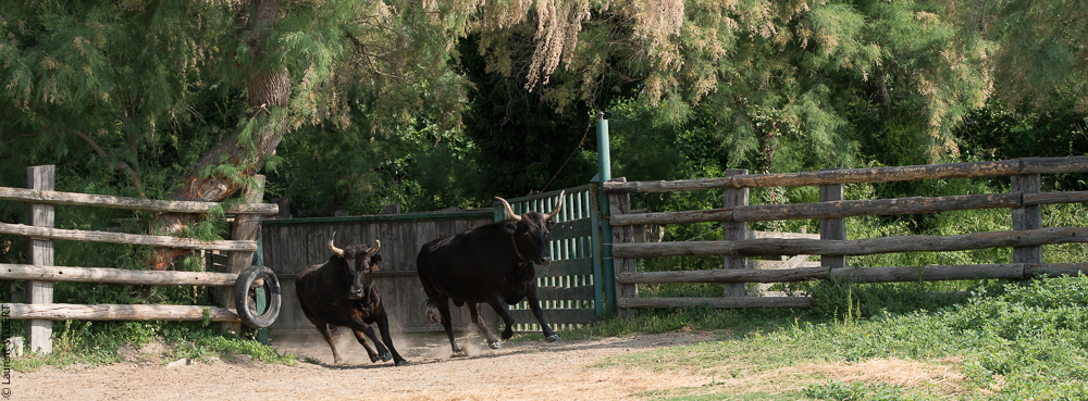 Blatière 20150607-0861