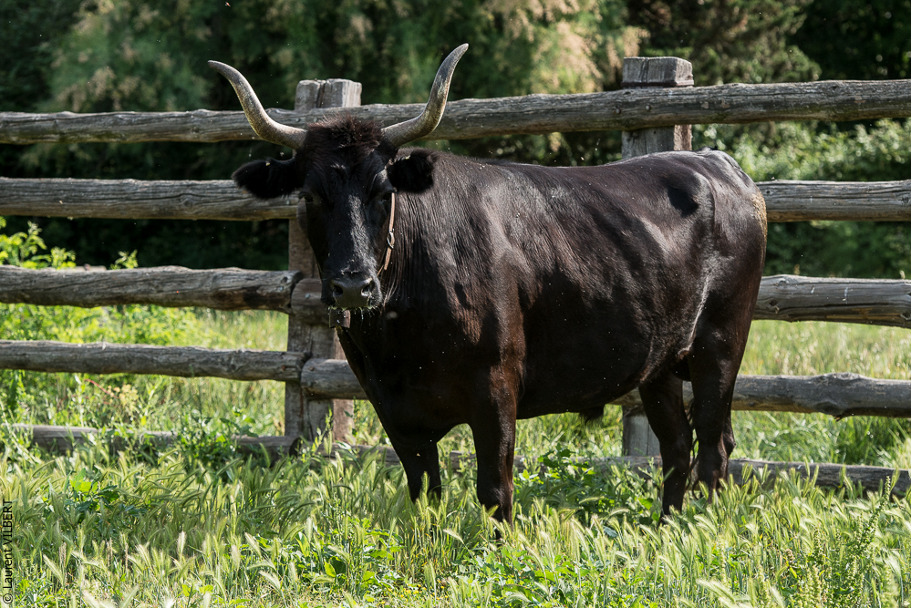 Blatière 20150607-0876