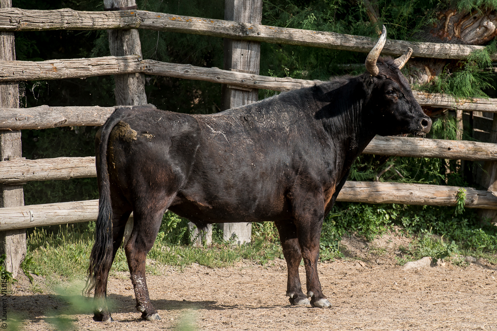 Blatière 20150607-0906