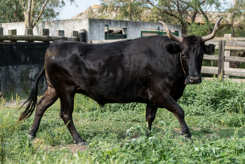 Blatière 20150607-0974