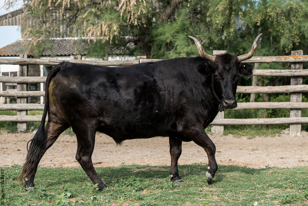 Blatière 20150607-0986