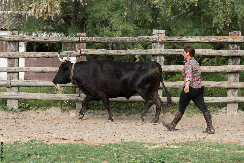Blatière 20150607-1012
