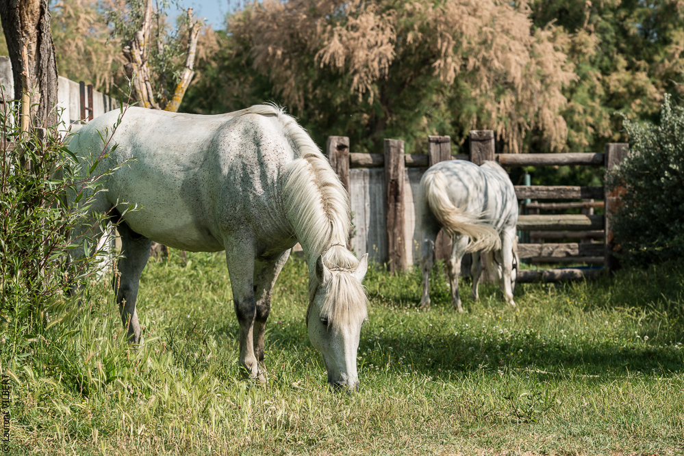 Blatière 20150607-1090