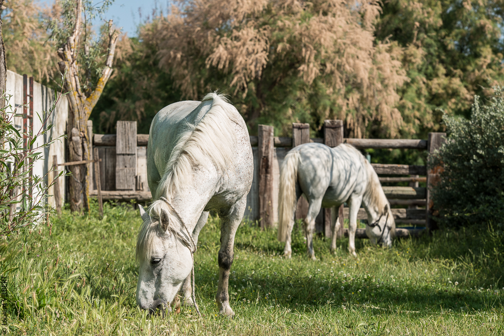 Blatière 20150607-1095