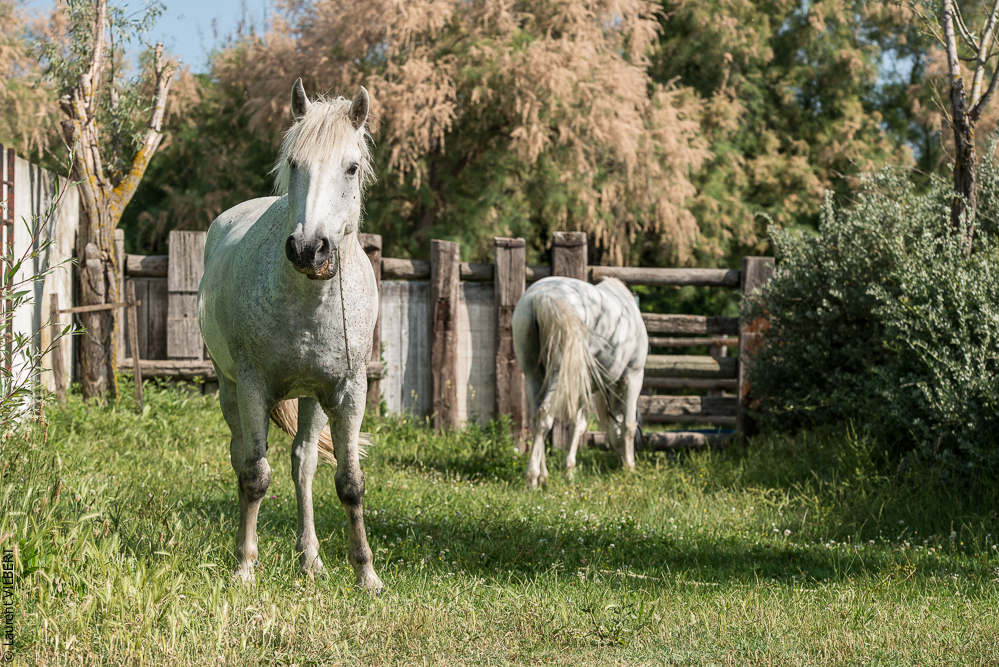 Blatière 20150607-1100