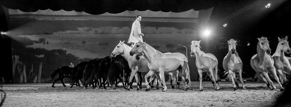 Cheval Passion 20150123-0436