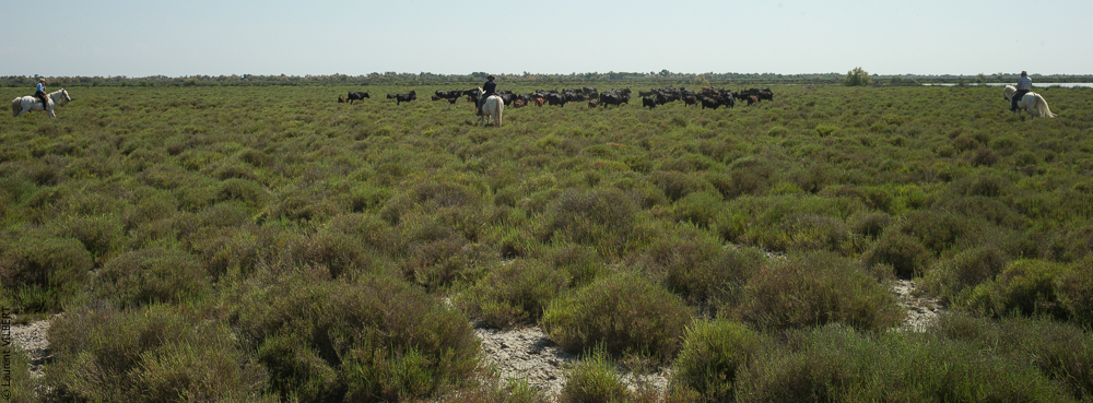 Raynaud 20140606-0026