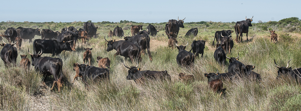 Raynaud 20150606-0494