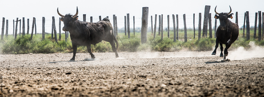 Saintes 20130712-0565