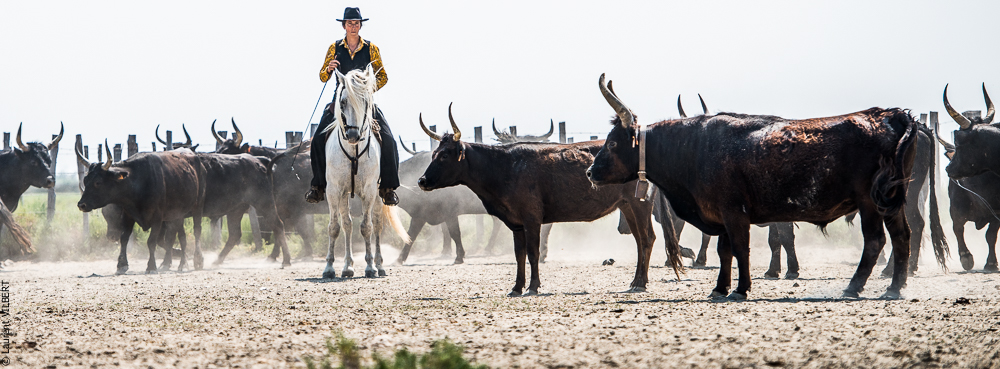 Saintes 20130712-0643
