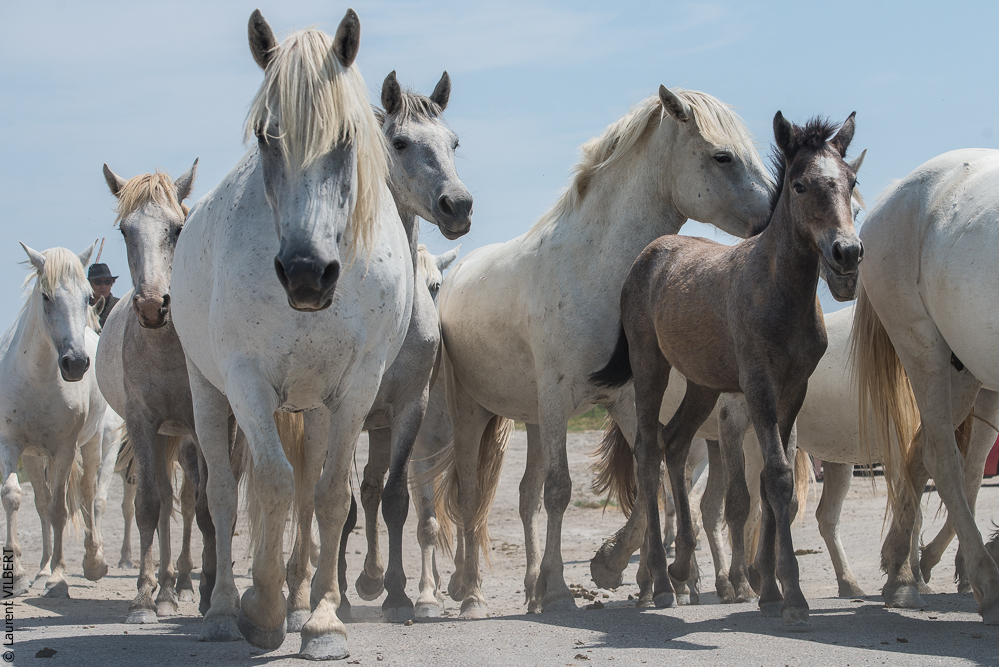 Saintes 20130712-0860
