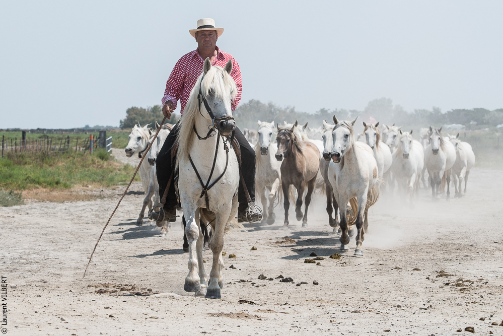 Saintes 20130712-0885