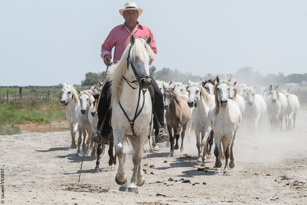 Saintes 20130712-0886