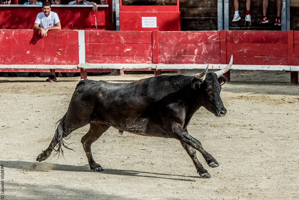Vendargues 20160722-134