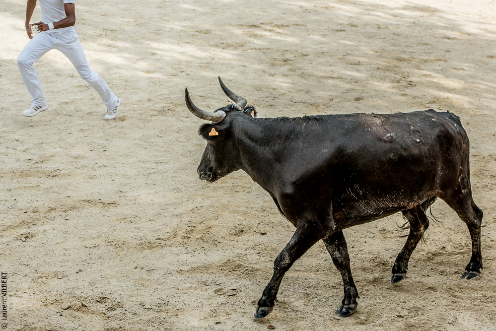 Vendargues 20160722-253