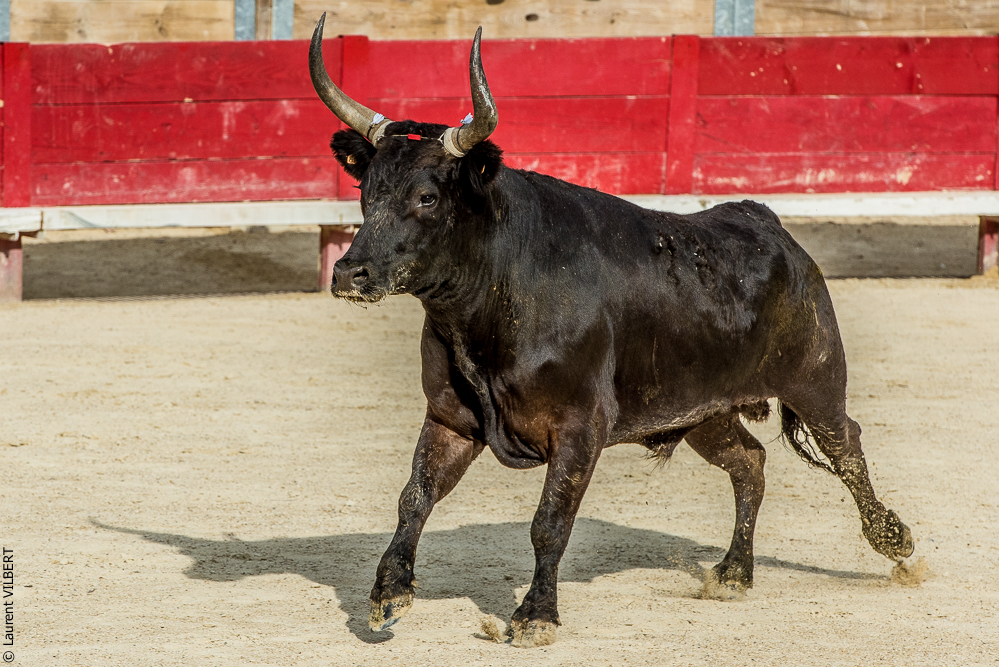 Vendargues 20160722-320