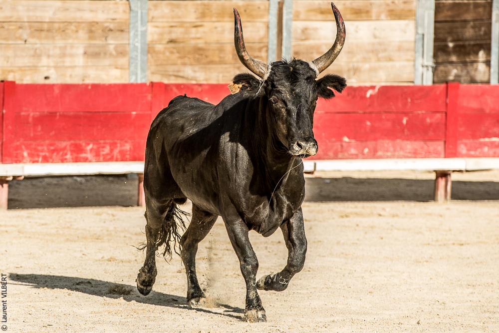 Vendargues 20160722-496
